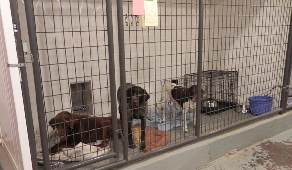 Kimi's Kennels Inside Pens